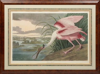John James Audubon American, 1785-1851, "Roseate Spoonbill" lithograph