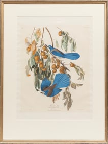 John James Audubon American, 1785-1851, "Florida Jay", hand-colored aquatint with engraving, Plate