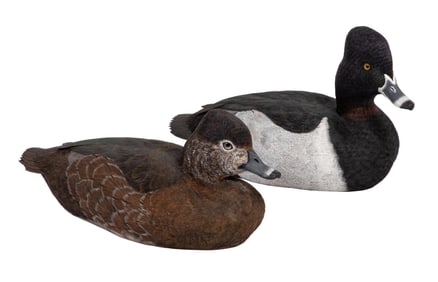 Don Gomez, American/Louisiana, b. 1951, "Ring-Necked Hen" and "Ring-Necked Drake", paint and mixed