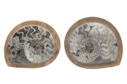 Two Ammonite Fossils