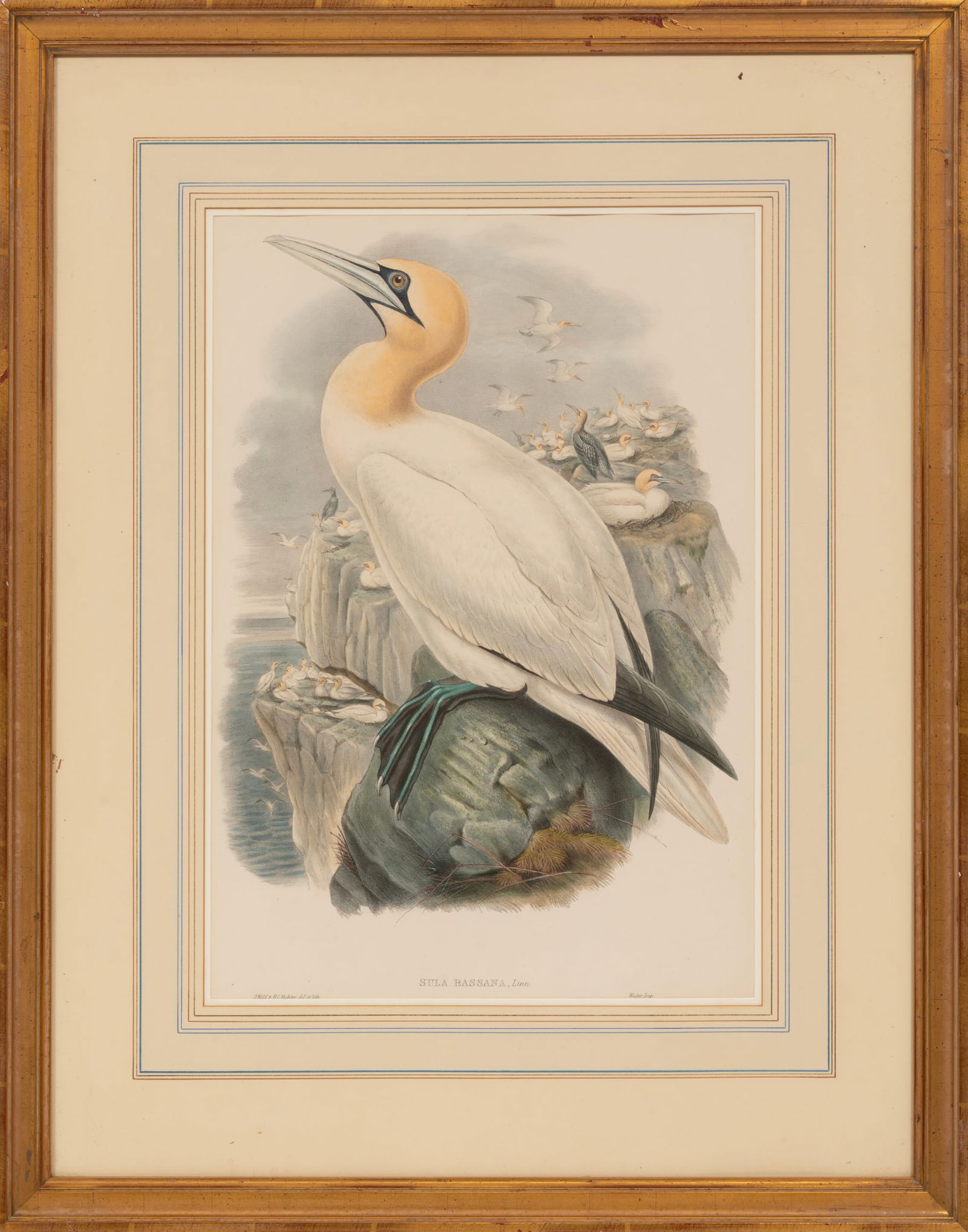 John Gould, British 1804-1881, "Sula Bassana", hand-colored lithograph: John GouldBritish, 1804-1881"Sula Bassana"hand-colored lithographlithographer Henry Constantine Richter (British, 1821-1902), from The Birds of Great Britain, "Gallery Bocage, Baton Rouge, LA" label o