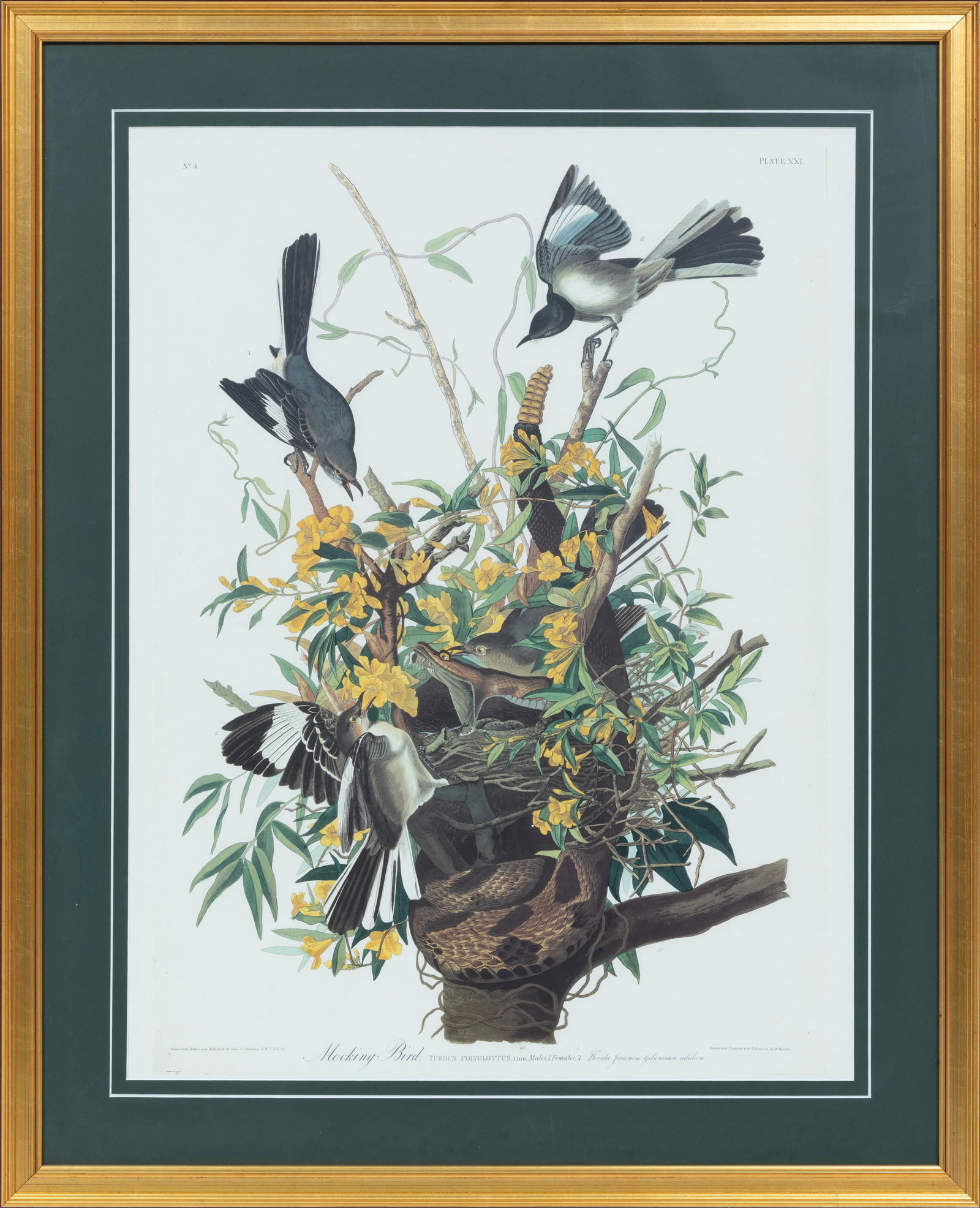 John James Audubon, American 1785-1851, "Mocking Bird", lithograph reproduction print (1 of 2)