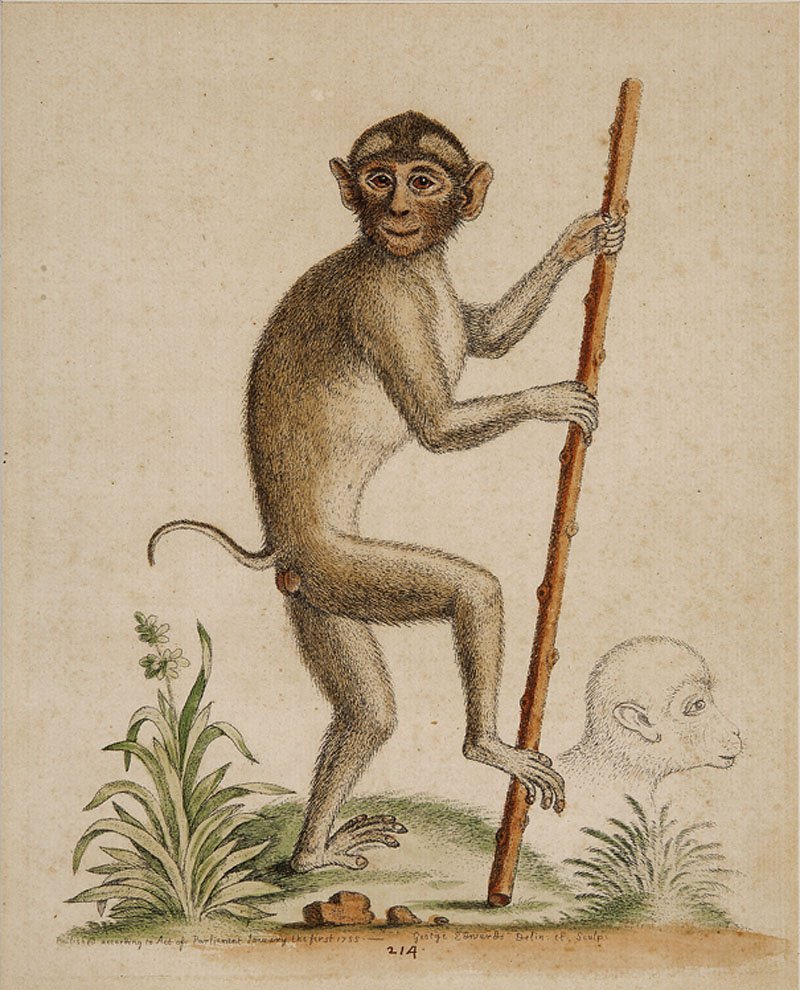 George Edwards (English, 1694-1773): George Edwards (English, 1694-1773), "Orangutan" and "Pig Tailed Monkey", two hand-colored engravings from Gleanings of Natural History, 1758-1764, sight 9 1/2 in. x 7 3/4 in., attractively matted and