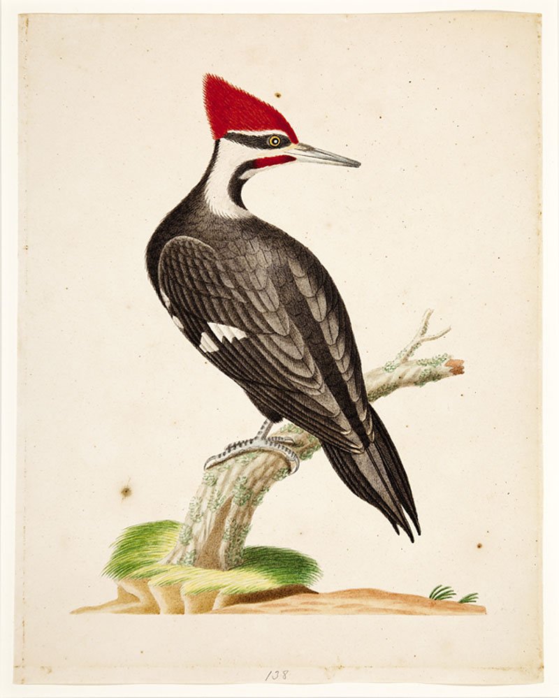 John Abbot (American/Georgia, 1751-1840): John Abbot (American/Georgia, 1751-1840), "Pileated Woodpecker", c. 1791-1809, watercolor on paper, inscribed "138" lower center, 11 in. x 8 5/8 in., float mounted to archival mat