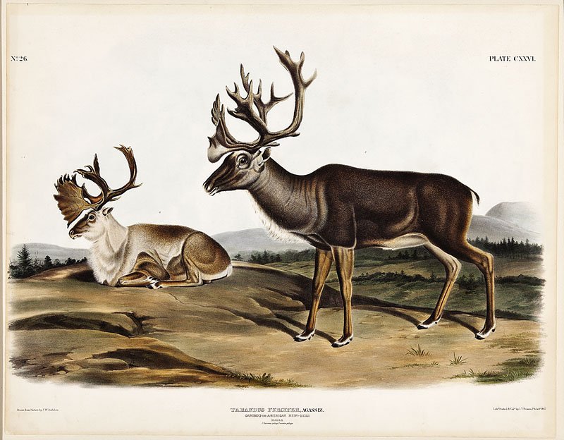 John James Audubon (American, 1785-1851): John James Audubon (American, 1785-1851), "Caribou or American Rein-Deer", Plate 126, hand-colored lithograph, from The Viviparous Quadrupeds of North America, 1845-1848, 20 3/4 in. x 26 1/2 in., fram