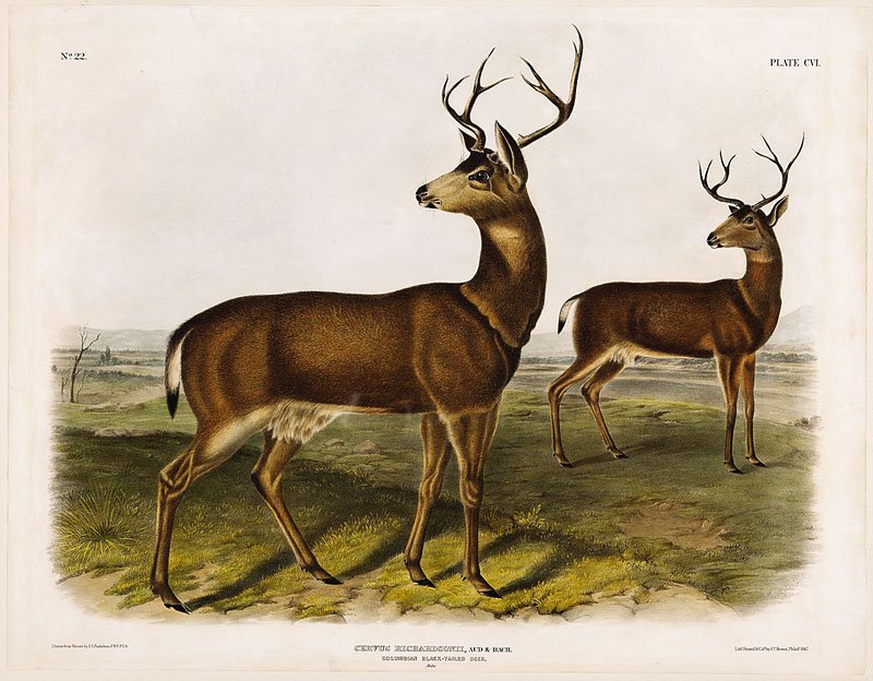 John James Audubon (American, 1785-1851): John James Audubon (American, 1785-1851), "Columbian Black-Tailed Deer", Plate 106, hand-colored lithograph, from The Viviparous Quadrupeds of North America, 1845-1848, 20 3/4 in. x 26 1/2 in., framed
