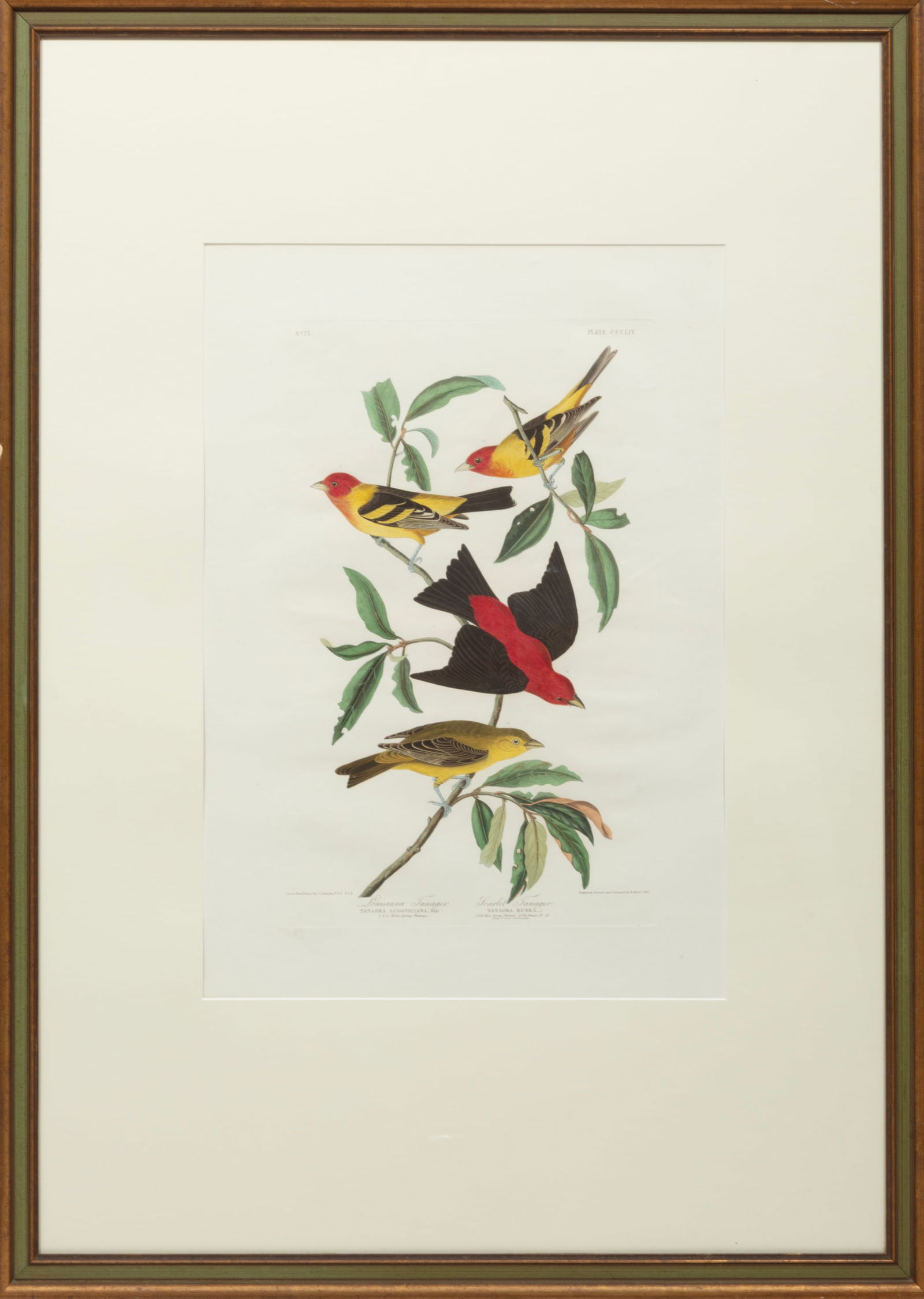 John James Audubon, American 1785-1851, "Louisiana Tanager", hand-colored aquatint with engraving (1 of 12)