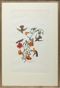 John James Audubon, American 1785-1851, "Mangrove Hummingbird", hand-colored aquatint with engraving