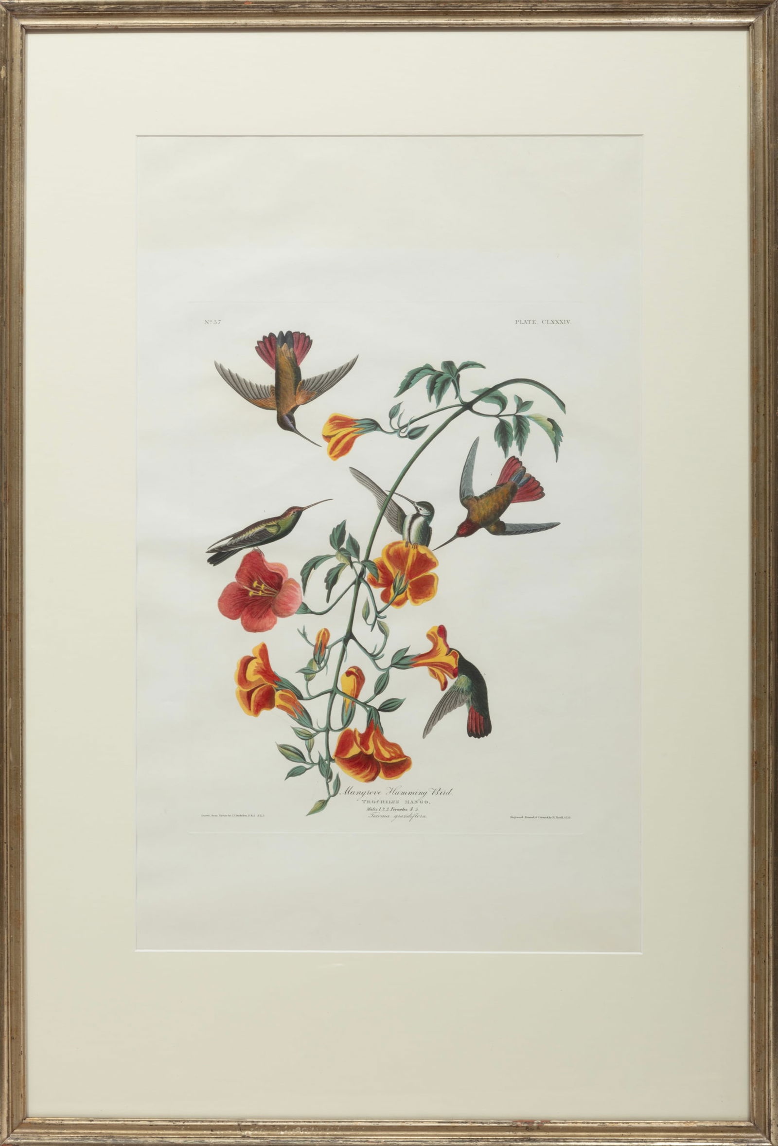 John James Audubon, American 1785-1851, "Mangrove Hummingbird", hand-colored aquatint with engraving (1 of 11)