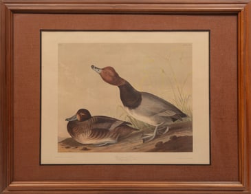 John James Audubon, American 1785-1851, "Red-Headed Duck", chromolithograph