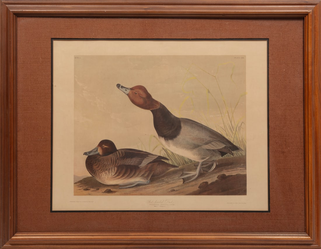 John James Audubon, American 1785-1851, "Red-Headed Duck", chromolithograph (1 of 4)