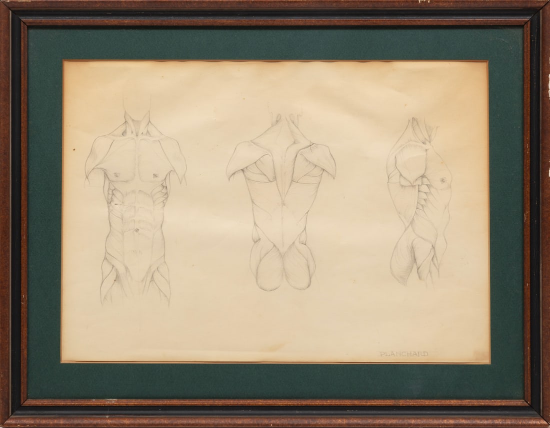 American School late 19th/early 20th c., "Torso Anatomy Studies", graphite on paper: American School late 19th/early 20th c. "Torso Anatomy Studies" graphite on paper signed "Planchard" lower right, framed. 12 x 17 5/8 in. (30.5 x 44.8 cm.), Frame: 17 3/4 x 21 5/8 x 1 in. (45.1 x 54.9