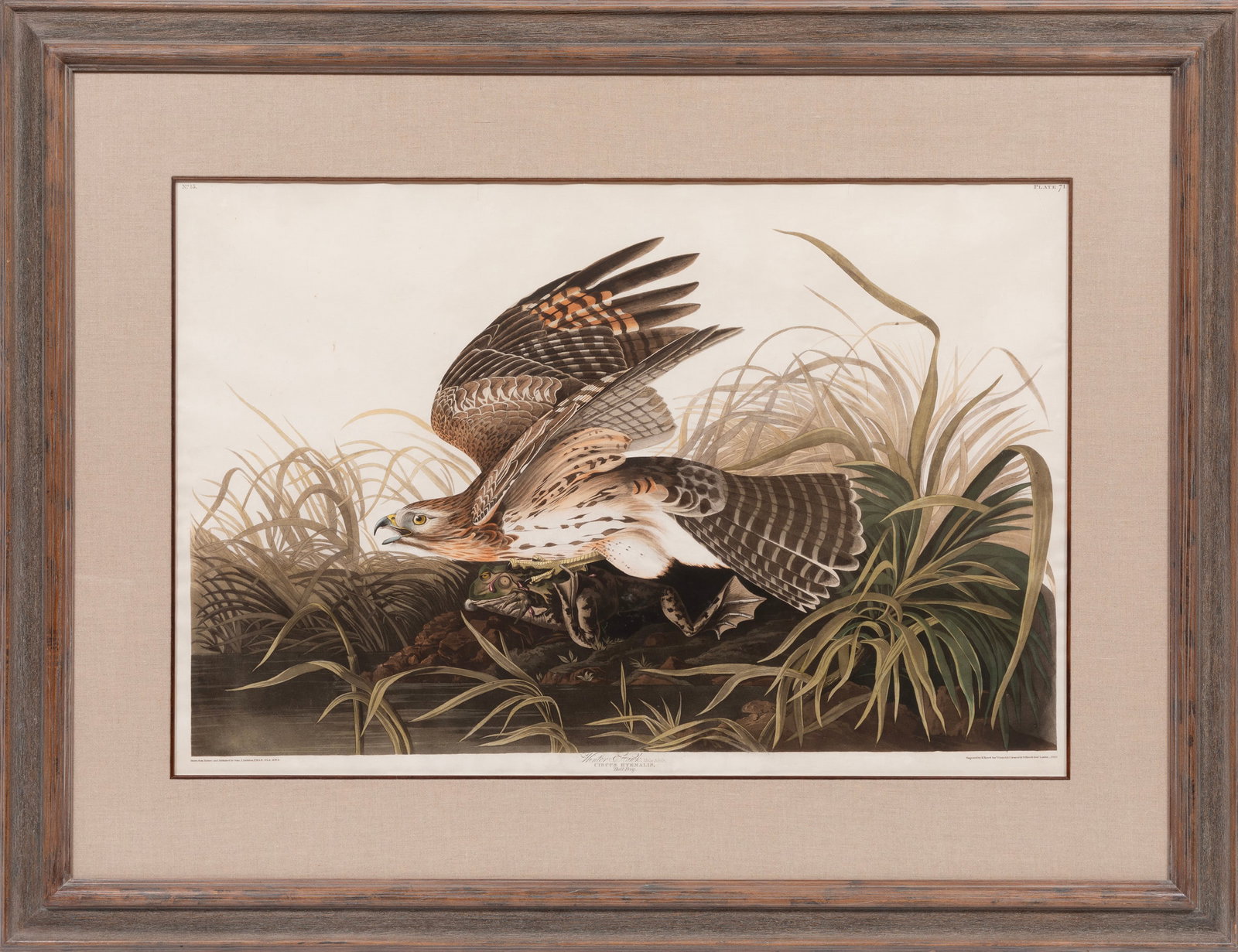 John James Audubon, American 1785-1851, "Winter Hawk", hand-colored aquatint with engraving (1 of 9)