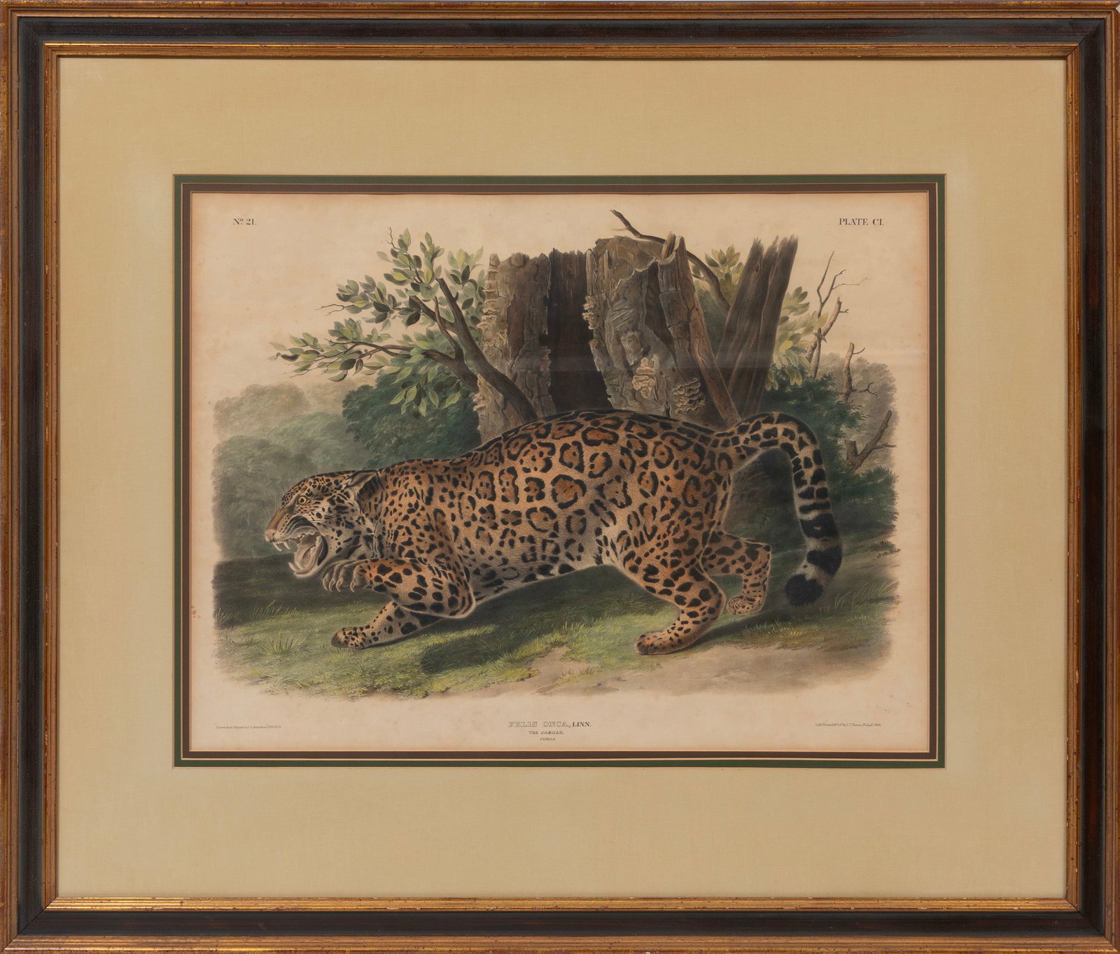 John James Audubon, American 1785-1851, "The Jaguar", hand-colored lithograph: John James Audubon American, 1785-1851 "The Jaguar" hand-colored lithograph Plate 101, from The Viviparous Quadrupeds of North America, framed. Provenance: Collection of Cynthia A. Samuel, New