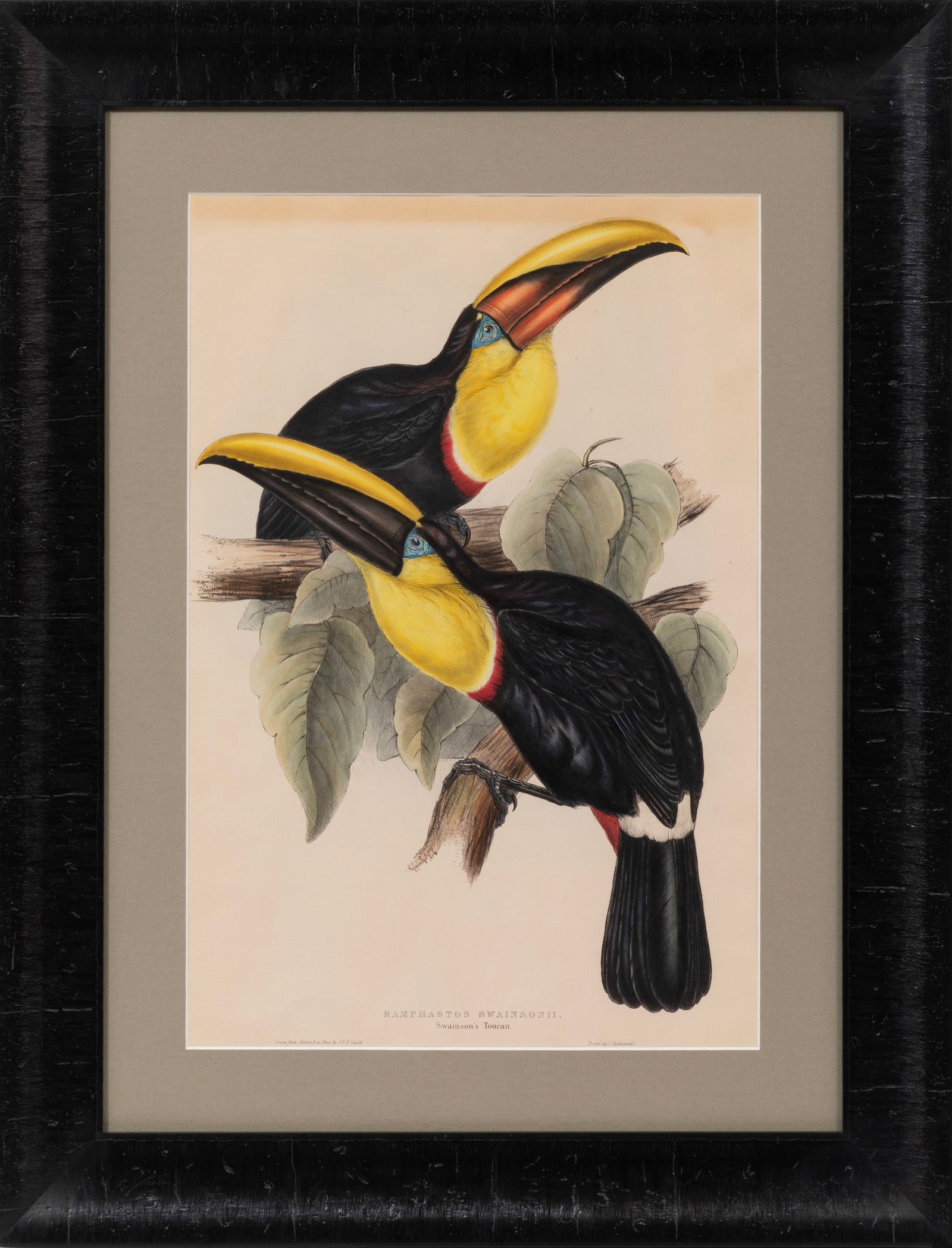 John Gould (British, 1804-1881) and Elizabeth Gould (British, 1804-1841), "Ramphastos Swainsonii",: John Gould (British, 1804-1881) and Elizabeth Gould (British, 1804-1841)"Ramphastos Swainsonii"hand-colored lithographPlate 8, from A Monograph of the Rampha