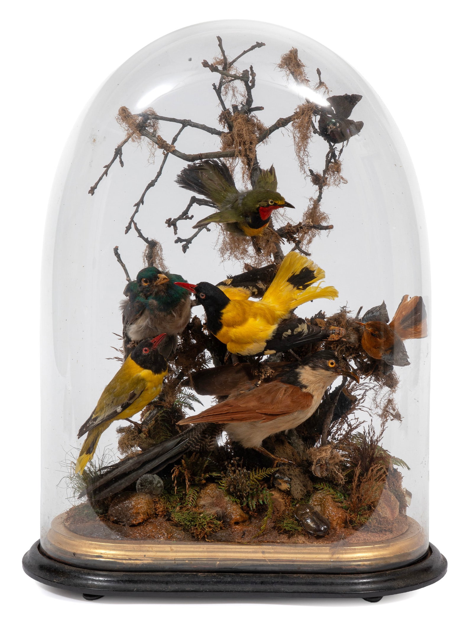 Victorian Bird Taxidermy Parlor Dome (1 of 4)