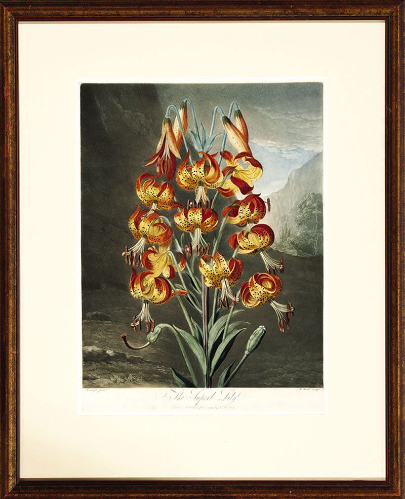 Dr. Robert John Thornton (English, 1768-1837): Dr. Robert John Thornton (English, 1768-1837), "The Superb Lily", hand-colored engraved aquatint with mezzotint, from The Temple of Flora, or Garden of Nature, 1799-1812, sight 19 in. x 14 in., attrac