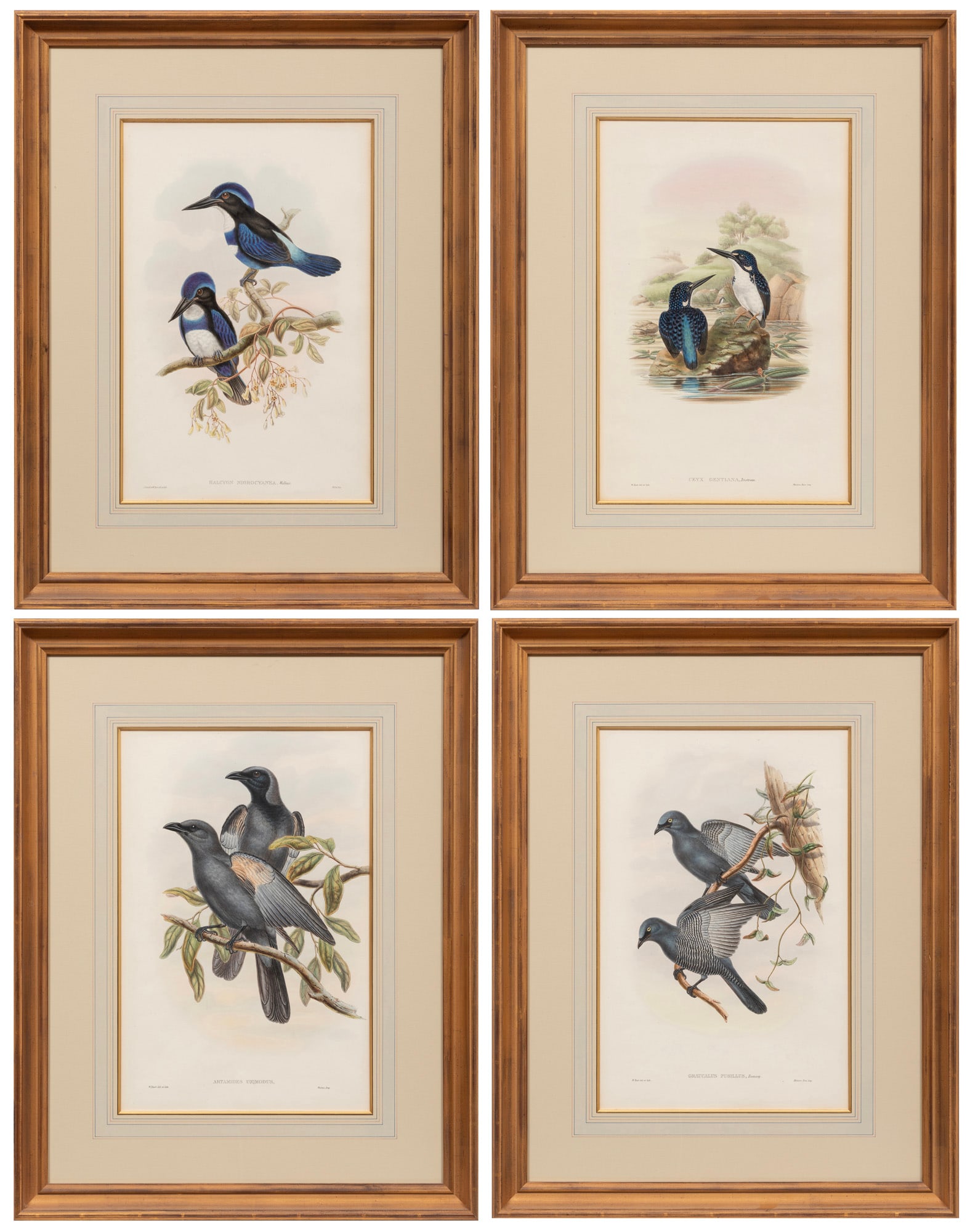 John Gould, 4 Hand-Colored Lithographs of Birds (1 of 9)