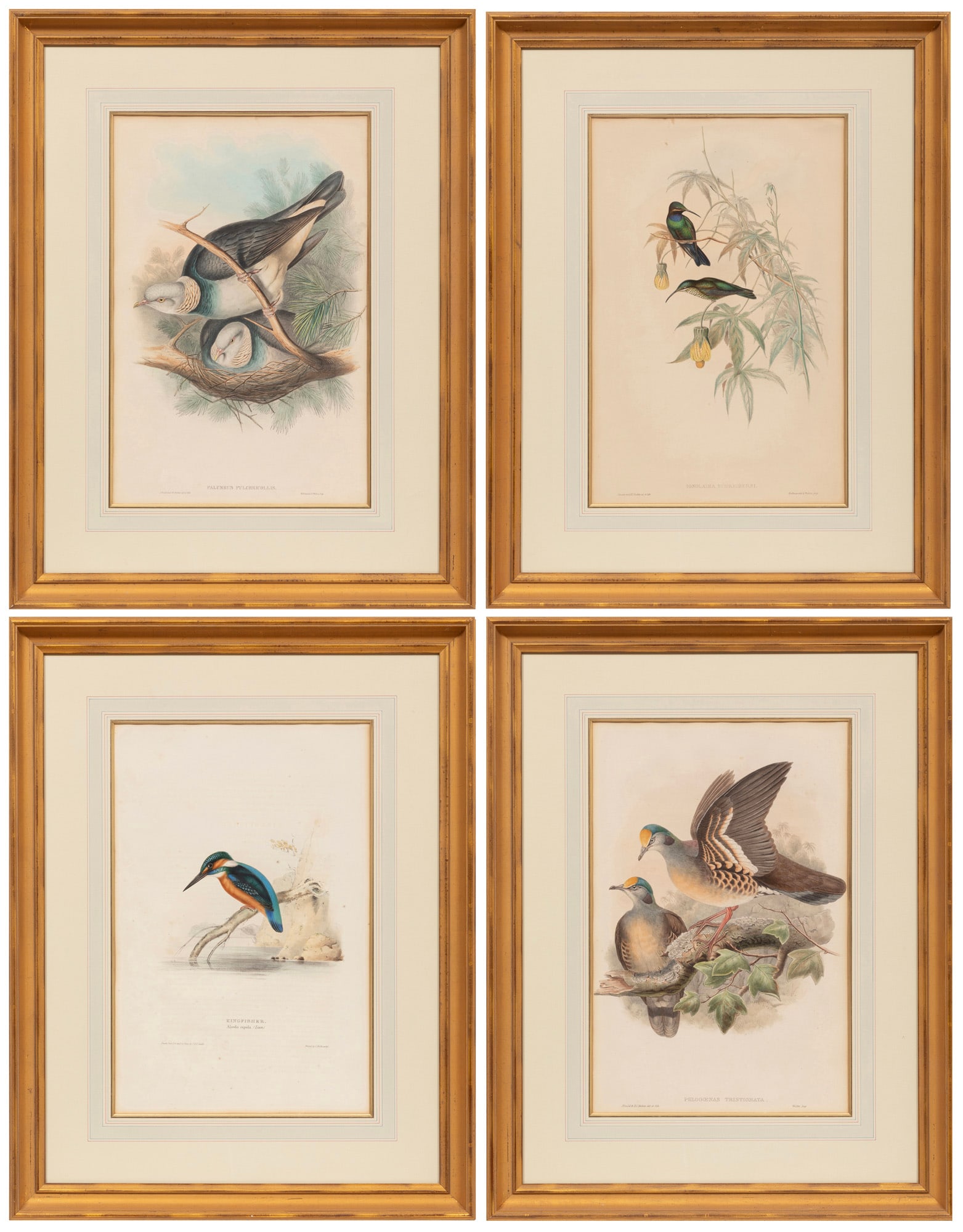 John Gould, 4 Hand-Colored Lithographs of Birds (1 of 9)