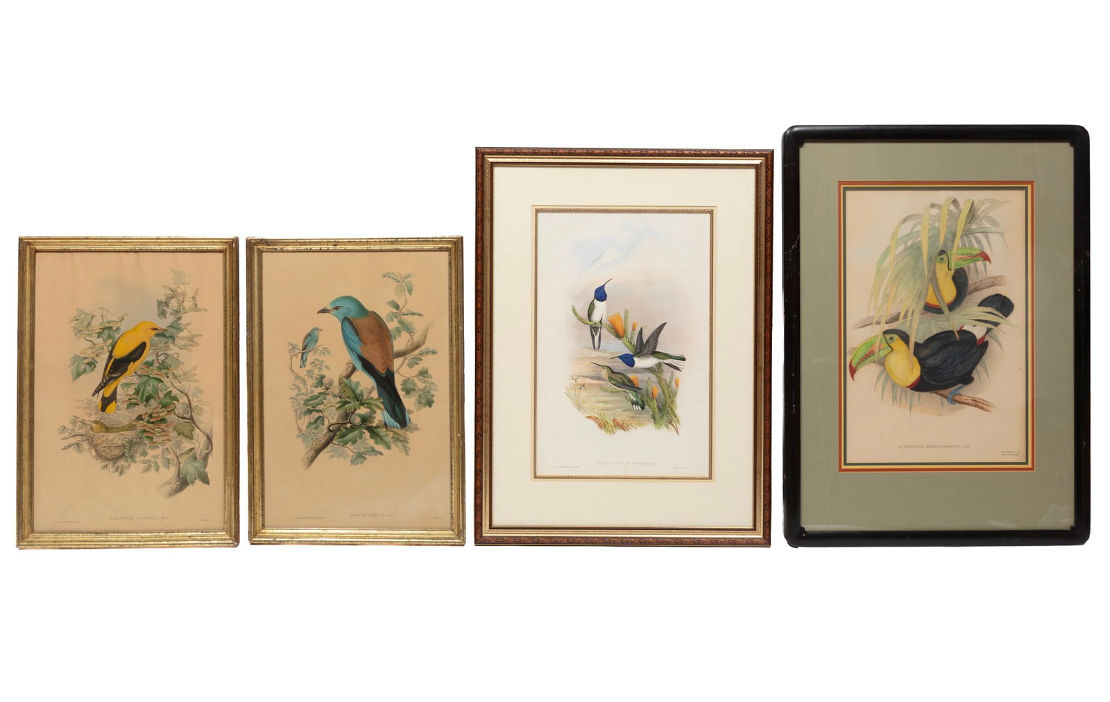John Gould, 4 Hand-Colored Lithographs (1 of 13)