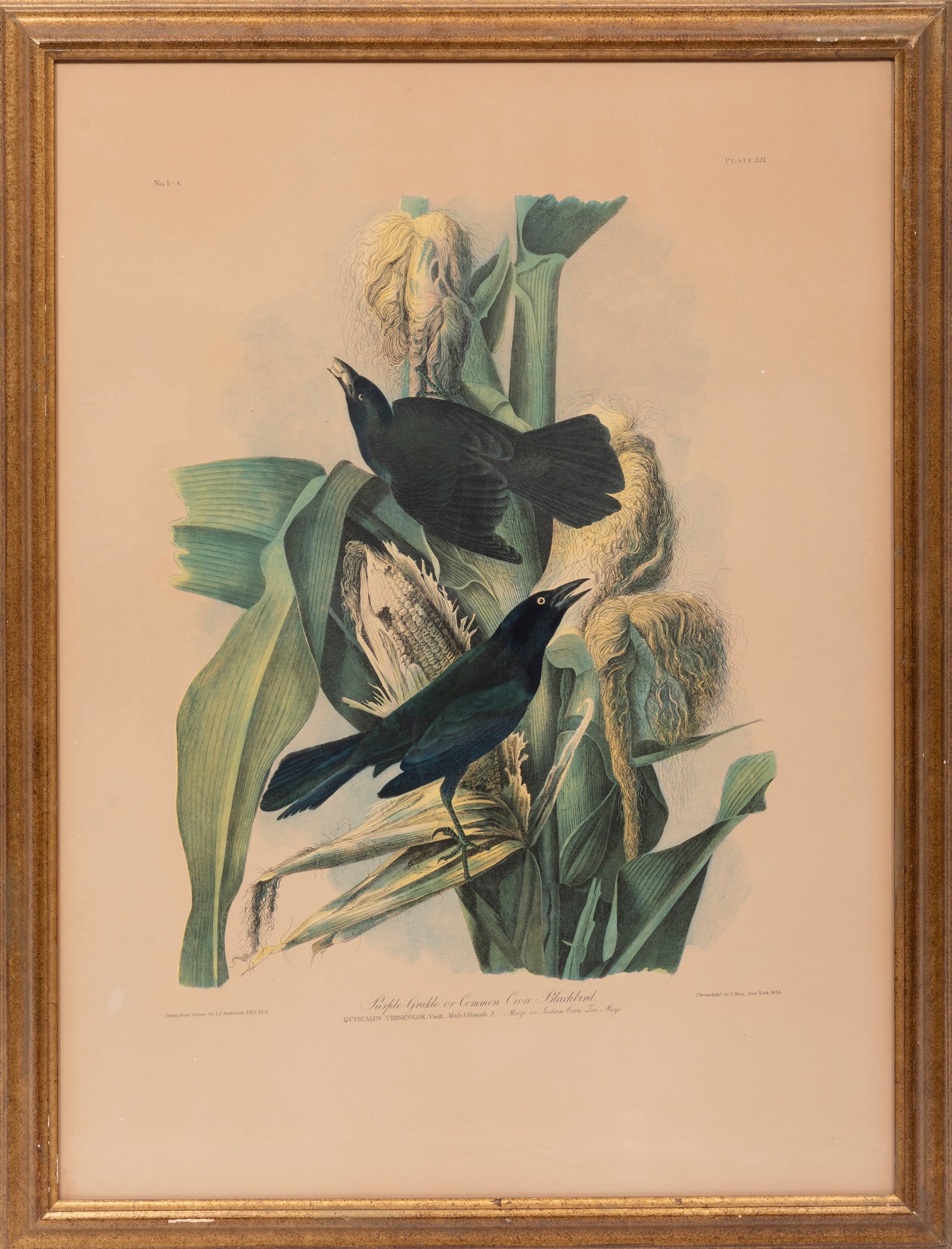 John James Audubon, Purple Grackle or Common Crow Blackbird, chromolithograph, Bien edition, Plate (1 of 3)
