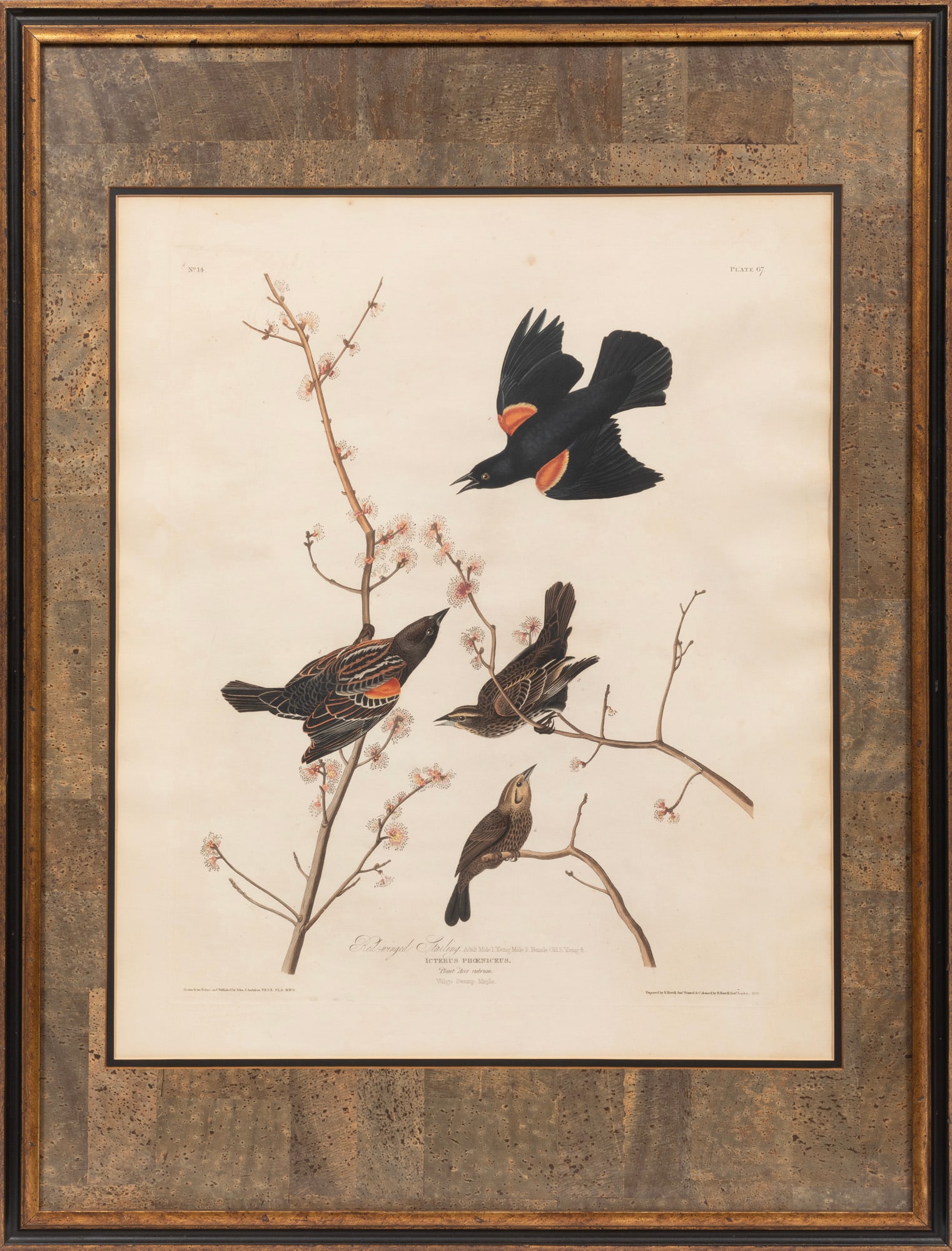 John James Audubon, Red-Winged Starling, hand-colored engraving with aquatint, Havell edition (1 of 2)