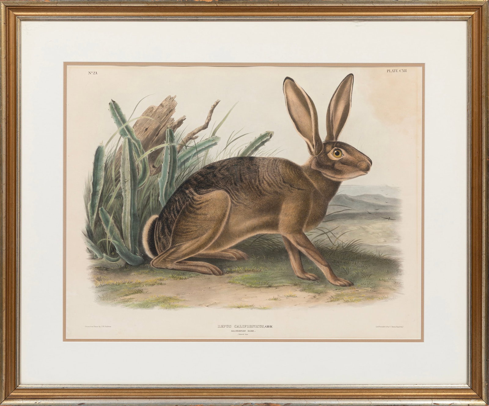 John James Audubon, California Hare, Lepus Californicus, hand-colored lithograph (1 of 2)