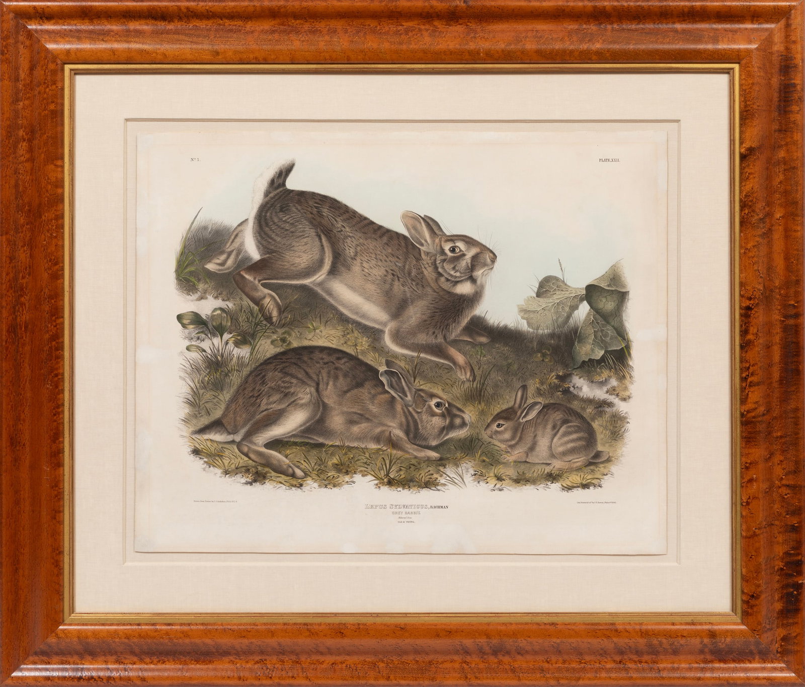 John James Audubon, Grey Rabbit Old and Young, Lepus Sylvaticus, hand-colored lithograph: John James Audubon American, 1785-1851 "Grey Rabbit Old and Young, Lepus Sylvaticus" hand-colored lithograph Plate 22, from "The Viviparous Quadrupeds of North America", "W. Graham Arader III, King of
