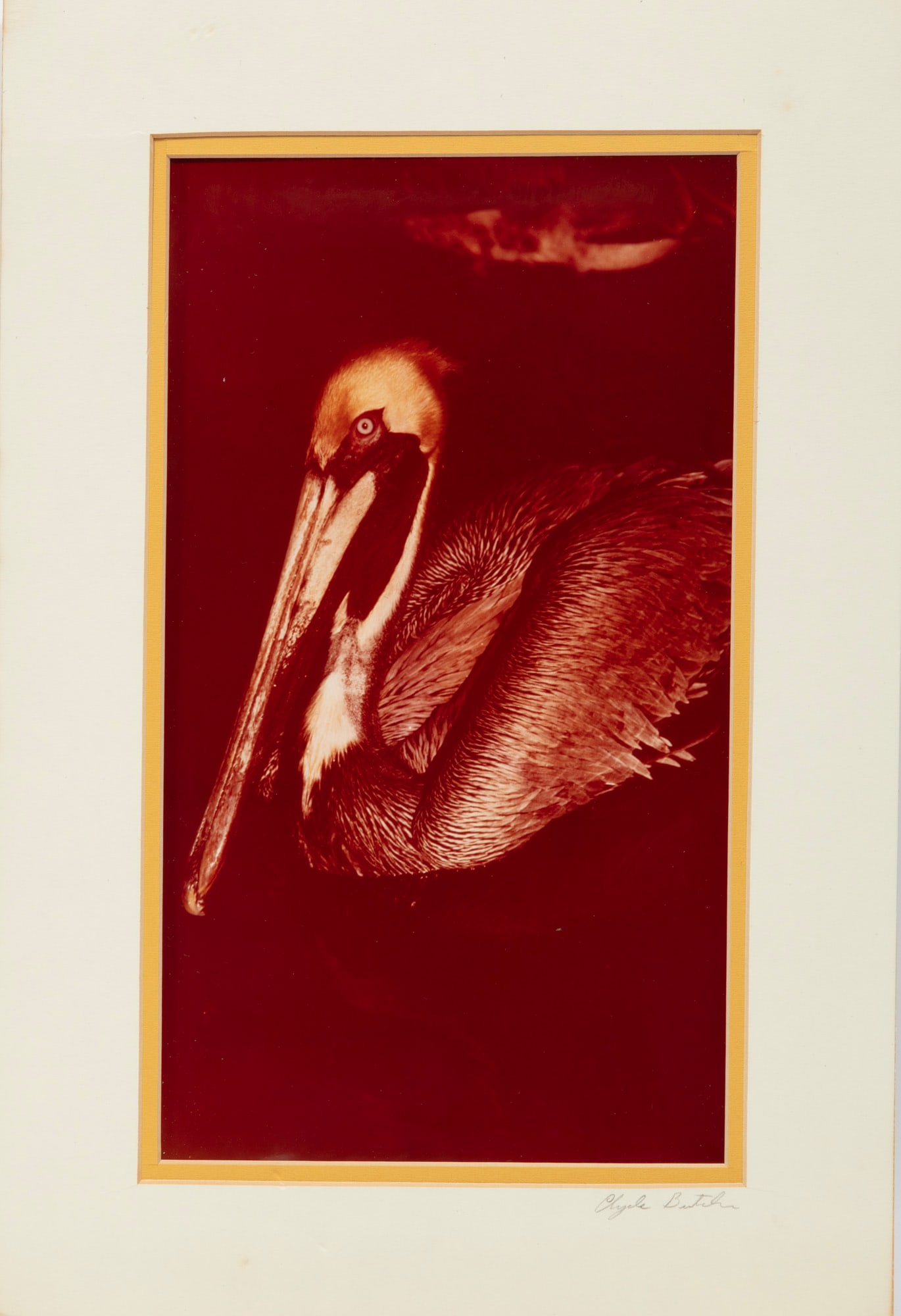 Clyde Butcher, Brown Pelican, c-print laid on board: Clyde Butcher American/Florida, b. 1942 "Brown Pelican" c-print laid on board pencil-signed on mat, 2 artist stamps on mount, matted. 14 x 8 in. (35.6 x 20.3 cm.), Mat: 18 x 12 in. (45.7 x 30.5 cm.)