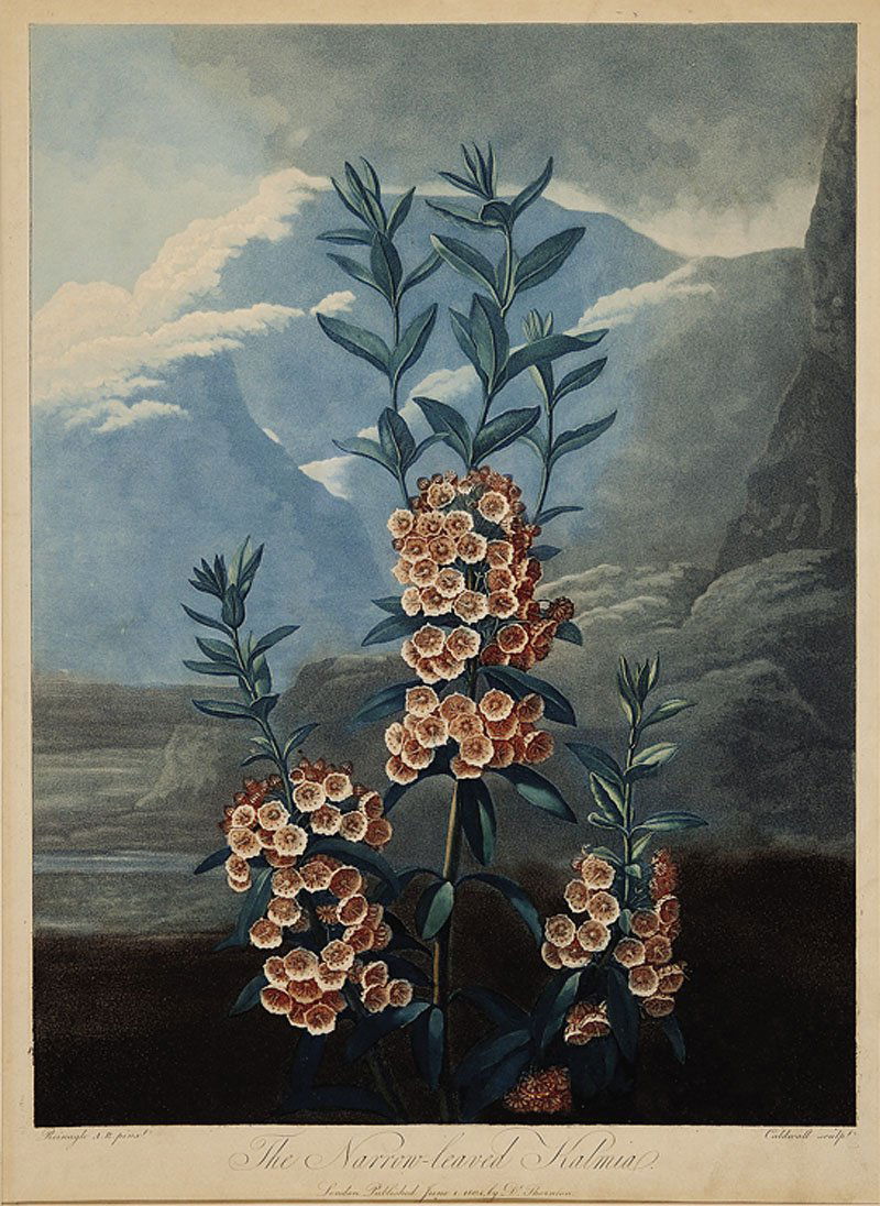 Dr. Robert John Thornton (English, 1768-1837): Dr. Robert John Thornton (English, 1768-1837), "The Narrow Leaved Kalmia", hand-colored engraved aquatint with mezzotint, from The Temple of Flora, or Garden of Nature, 1799-1812, sheet 22 1/4 in. x 1