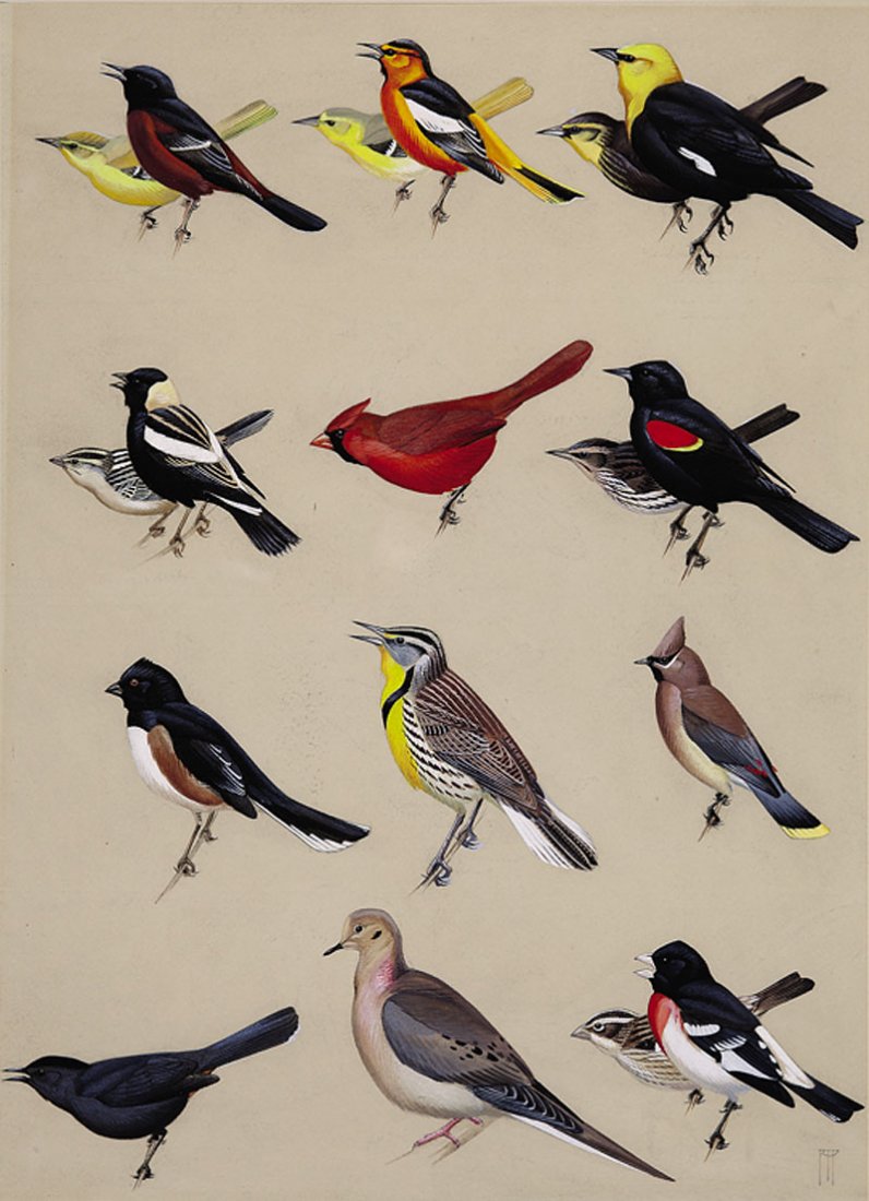 Roger Tory Peterson (American, 1908-1996): Roger Tory Peterson (American, 1908-1996), "Songbirds", watercolor on paper, monogrammed lower right, labels en verso read "Life Magazine, May 23, 1938" and "Morris Museum of Art", sight 15 in. x 20 1