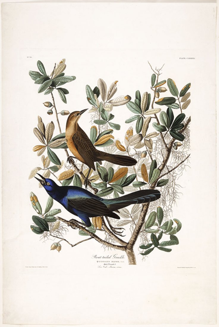 John James Audubon (American, 1785-1851): John James Audubon (American, 1785-1851), "Boat-Tailed Grackle", Plate 187, from Birds of America, Havell edition, the elephant-folio paper watermarked "J.Whatman/Turkey Mill/1833", sheet 37 1/2 in. x