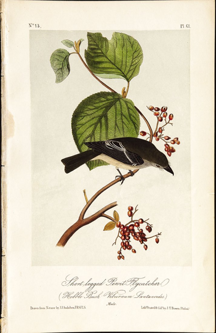 John James Audubon (American, 1785-1851): John James Audubon (American, 1785-1851), a group of 270 hand-colored lithographs from The Birds of America, 1860 and 1861 editions, octavo, with 12 prints from The Quadrupeds of North America, all lo