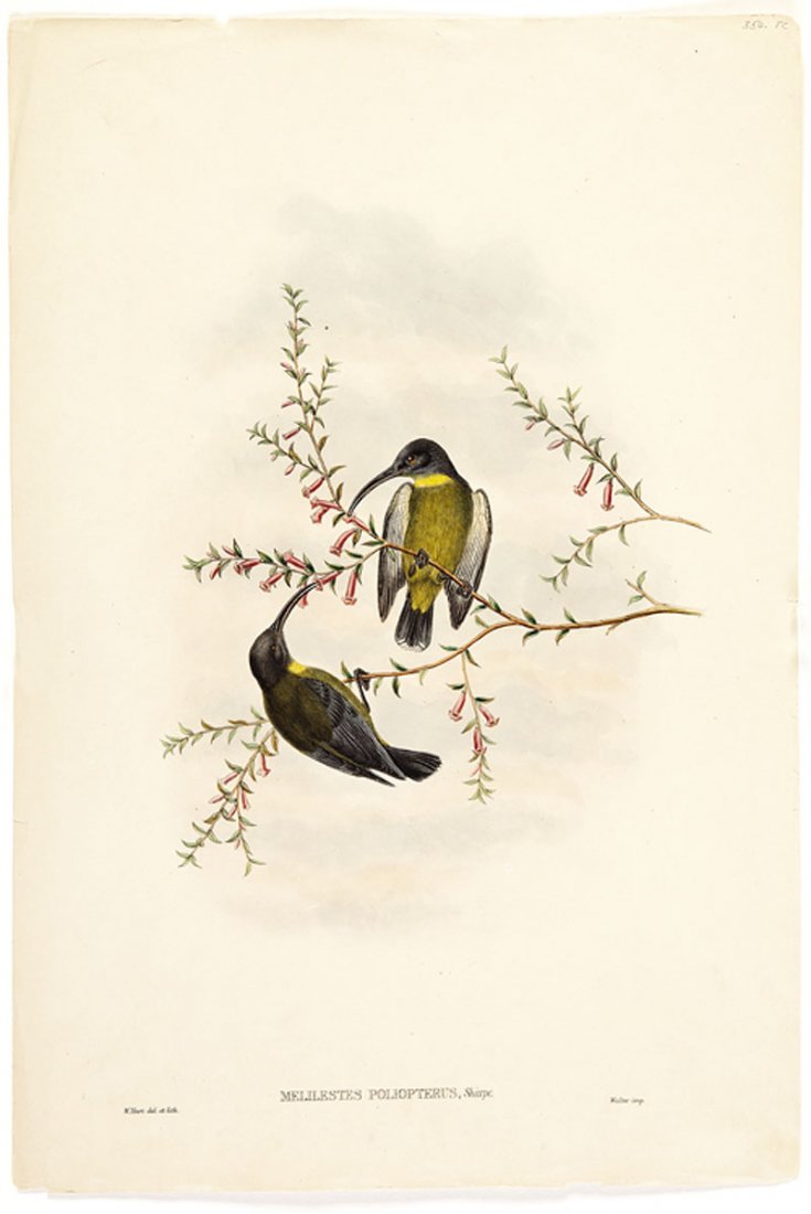 John Gould (English, 1804-1881): John Gould (English, 1804-1881), "Ixulus Castaniceps", "Melilestes Poliopterus", "Butalis Grisola", "Somber Tit/Siberian Tit" and "Epthianura Albifrons", 19th c., with H.C. Richter, five hand-colored