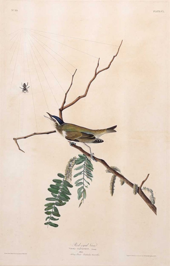 John James Audubon (American, 1785-1851): John James Audubon (American, 1785-1851), "Red-eyed Vireo", Plate 150, hand-colored engraving with aquatint, from The Birds of America, Havell edition, partial "J. Whatman" watermark, sheet 29 3/4 in.