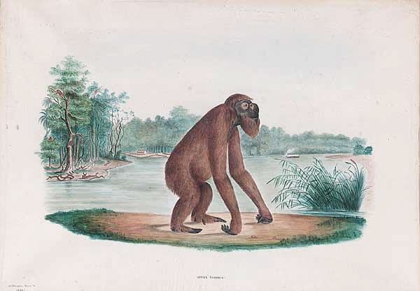 German School, mid-19th c: German School, mid-19th c ., "Simia Satyrus-Male Orang-Utan", watercolor and ink, dated lower left "Mittwoch Mars 28, 1849", sight 11 5/8 in. x 16 1/2 in., unframed