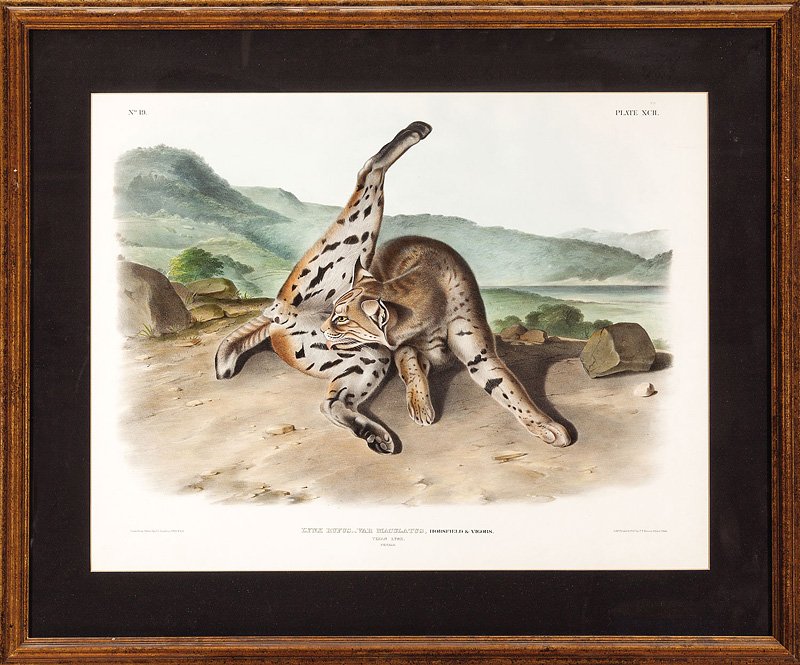John James Audubon (American, 1785-1851): John James Audubon (American, 1785-1851), "Texan Lynx", Plate 92, from The Quadrupeds of North America, hand-colored lithograph, sheet 21 1/8 in. x 27 1/8 in., attractively matted and framed