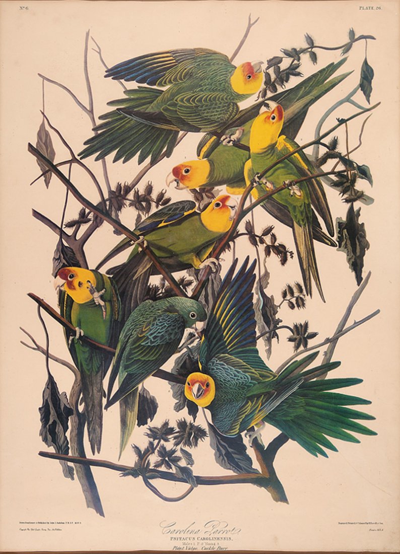 Reproduction Prints From Birds of America: Five Reproduction Prints from Birds of America after John James Audubon (American, 1785-1851), 20th c., "Carolina Parrot", "Orchard Oriole", "Crow", "Barred Owl" and "American Goldfinch", 5 offset lit