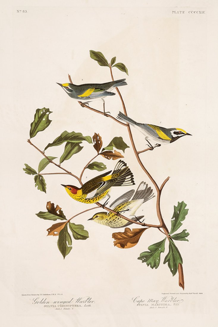John James Audubon (American, 1785-1851): John James Audubon (American, 1785-1851), "Golden-winged Warbler and Cape May Warbler", Plate 414, engraving with hand-colored aquatint, from The Birds of America, Havell edition, "J.Whatman/1838" wat