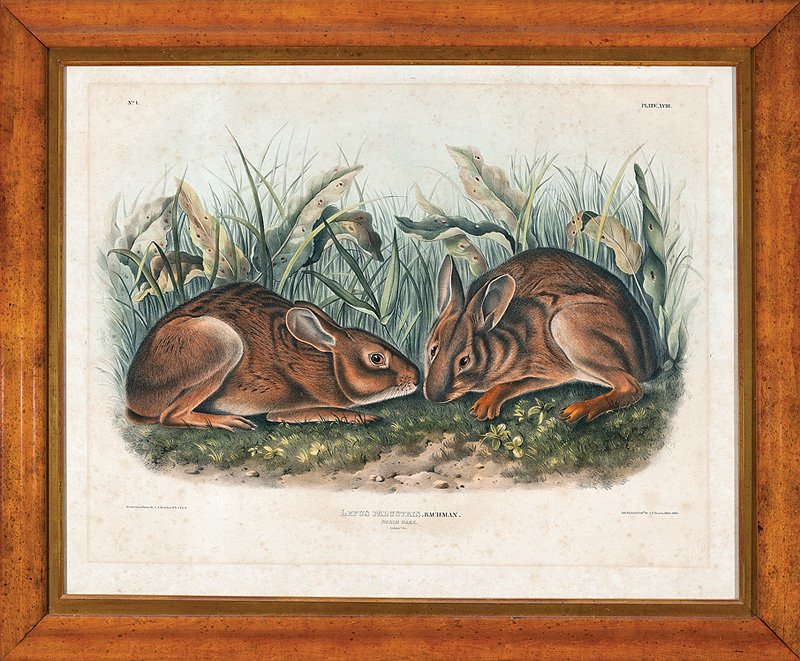 John James Audubon (American, 1785-1851): John James Audubon (American, 1785-1851), "Marsh Hare", Plate 18, hand-colored lithograph, by Bowen, 1843, folio, from Viviparous Quadrupeds of North America, sight 21 in. x 26 1/2 in., framed
