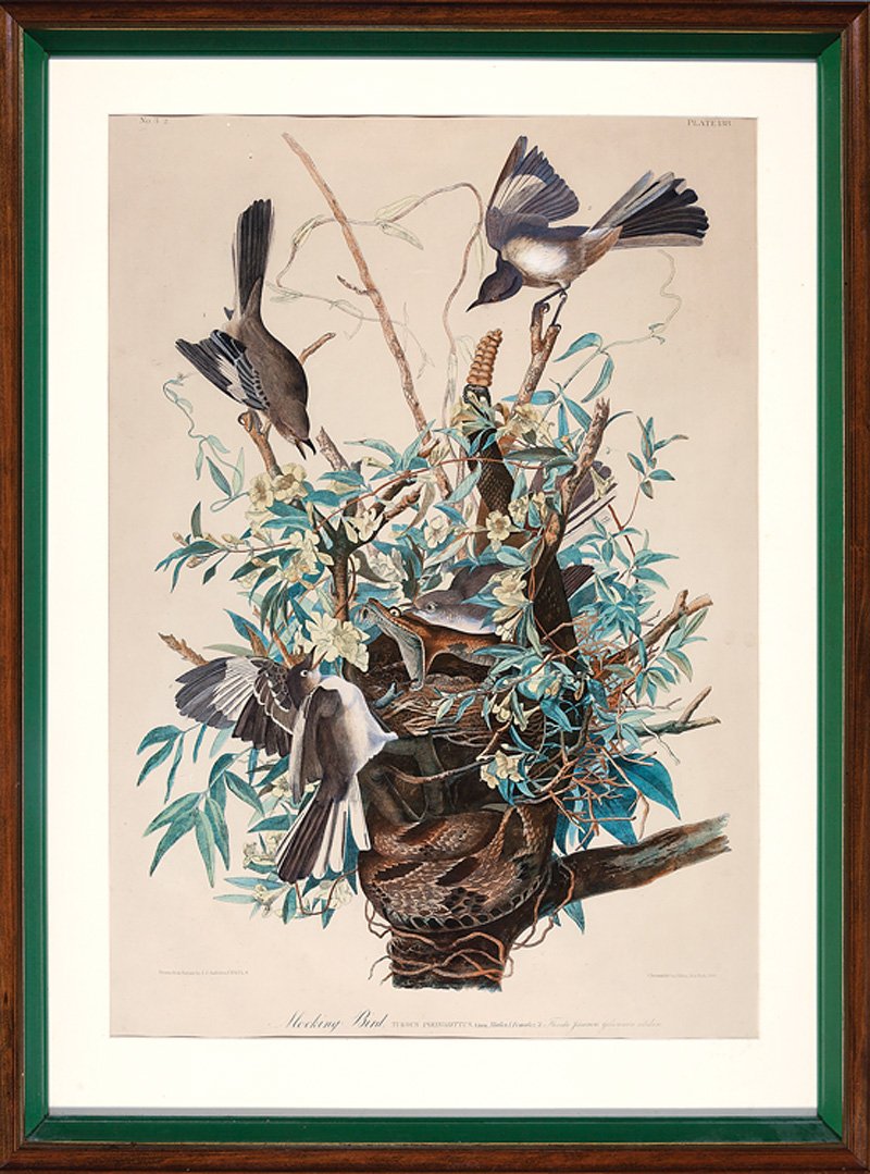 John James Audubon (American, 1785-1851): John James Audubon (American, 1785-1851), "Mocking Bird", Plate 138, chromolithograph, from The Birds of America, Bien edition, sheet 39 1/2 in. x 26 1/2 in., framed Note: Elements of the original pai