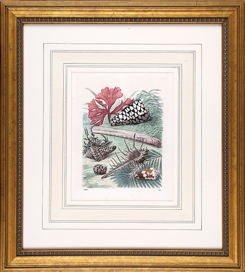 Six Hand-Colored Lithographs and Engravings: Six Antique Hand-Colored Lithographs and Engravings of Seashells, Coral and Crustaceans, printed Stuttgart, Germany, sights 9 1/2 in. x 7 1/2 in., matted and framed alike. (6 pcs.)