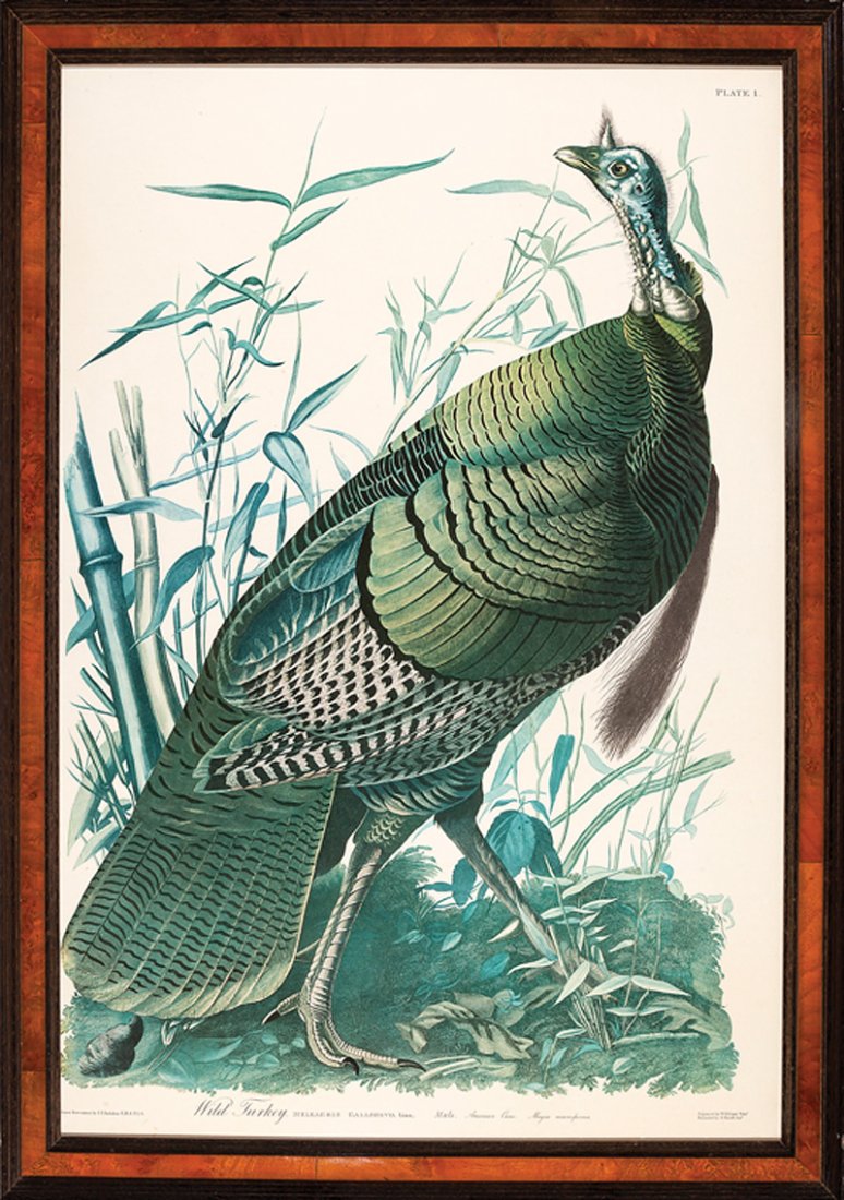John James Audubon (American, 1785-1851): John James Audubon (American, 1785-1851), "Wild Turkey", photolithograph, from The Birds of America, Amsterdam edition, sheet 39 1/2 in. x 26 1/2 in., framed