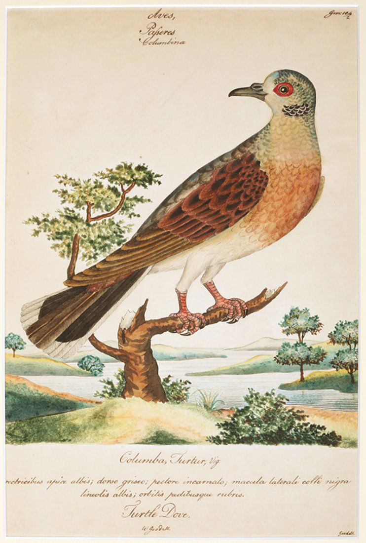 William Goodall (British, 1757-1844): William Goodall (British, 1757-1844), "Cat-Bird, Muscicapa Carolinensis, after Mark Catesby (1683-1749)", "Turtle Dove, Columba Turtur", "Flamed-Crowned Finch, Linaria Flammca, after John Latham (1740