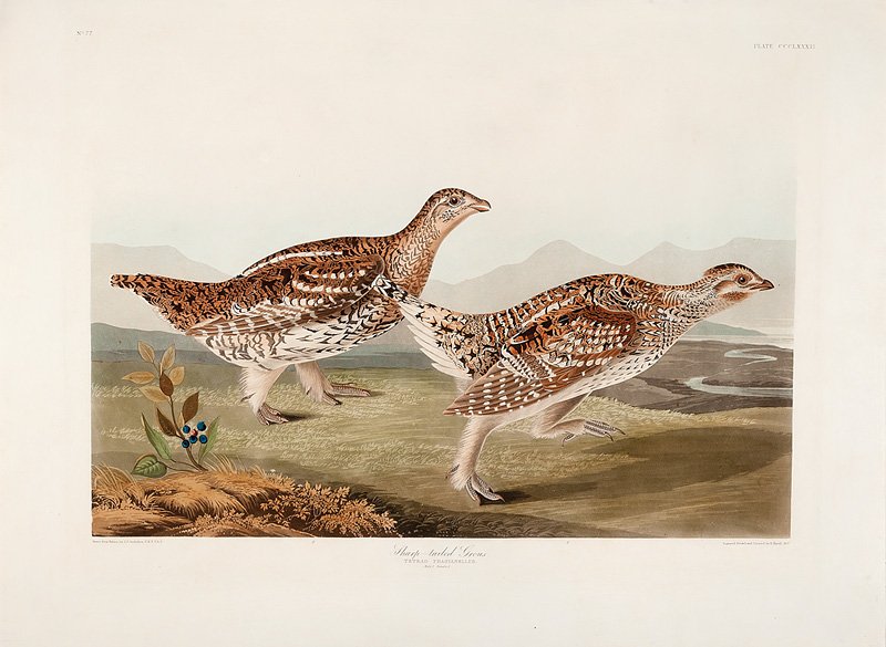 John James Audubon (American): John James Audubon (American, 1785-1851), "Sharp-tailed Grouse", Plate 382, hand-colored engraving with aquatint and etching, from The Birds of America, Havell edition, "J. Whatman/1837" watermark, sh
