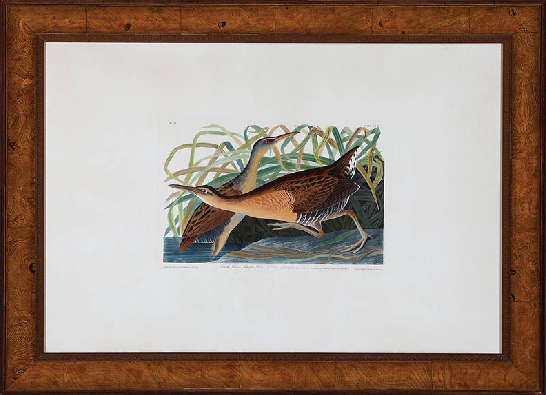 John James Audubon (American, 1785-1851): John James Audubon (American, 1785-1851), "Fresh Water Marsh Hen", Plate 203, hand-colored engraving with aquatint, from The Birds of America, Havell edition, watermarked "J.Whatman/Turkey Mill/1834",