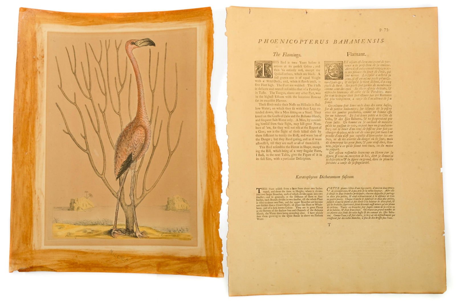 Mark Catesby, The Flamingo, Lubertus van Gerrevink: First (or at least an early) edition from Catesby's Natural History of Florida, Carolina, and the Bahamas Islands, 'The Flamingo' watermarked with a crowned shield and fleur de lys L.V.G. Lubertus van