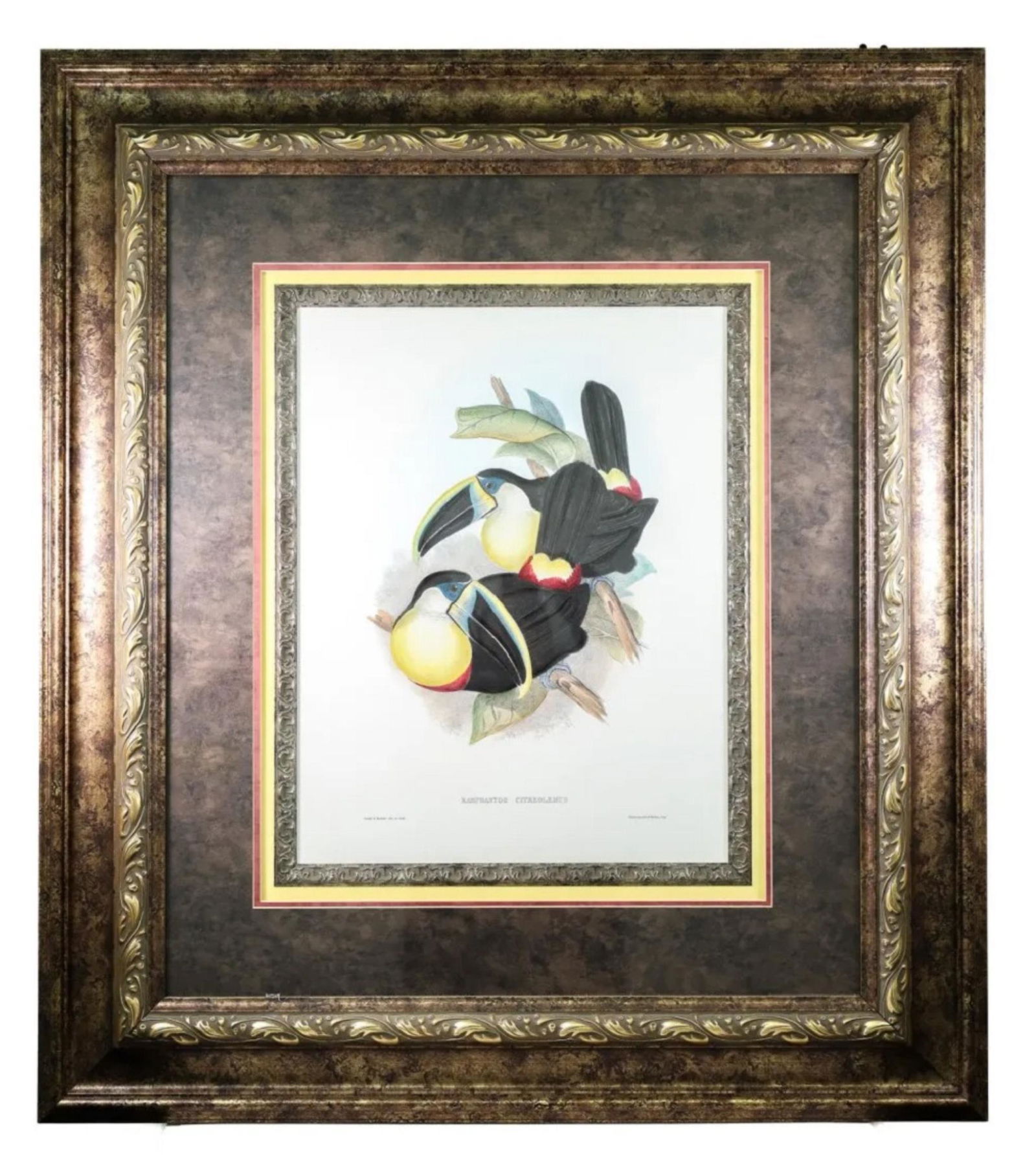 Gould & Richter Hand Colored Lithograph (1 of 7)