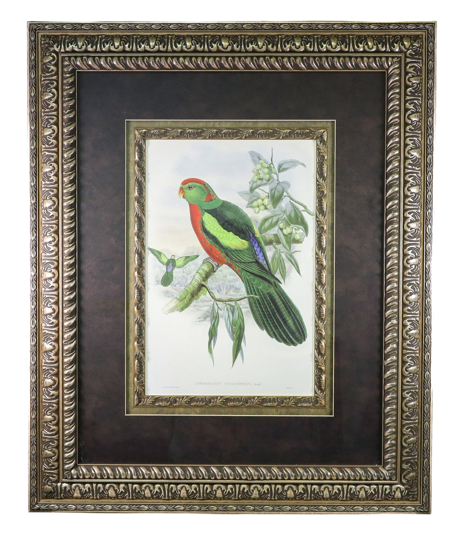 GOULD HART APROSMICTUS INSIGNISSIMUS LITHOGRAPH: Gould (John) and W. Hart. Gould (John) and W. Hart. Aprosmictus Insignissimus from The Birds of New Guinea, hand-colored lithograph. Custom framed and matted under glass approx. 37.5 x 31 in., sight 1