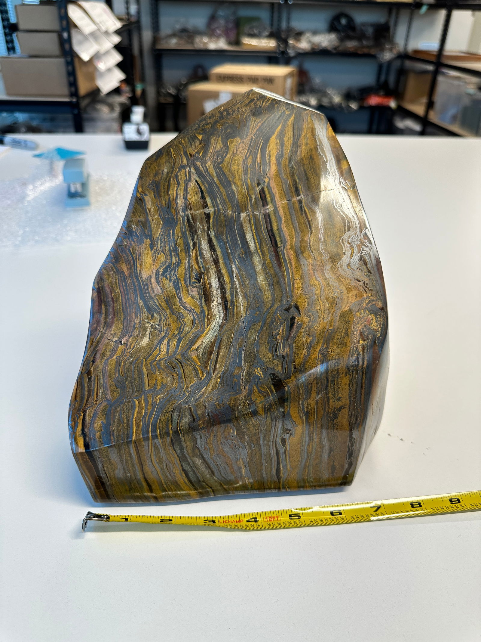Large Petrified Wood Specimen (1 of 3)